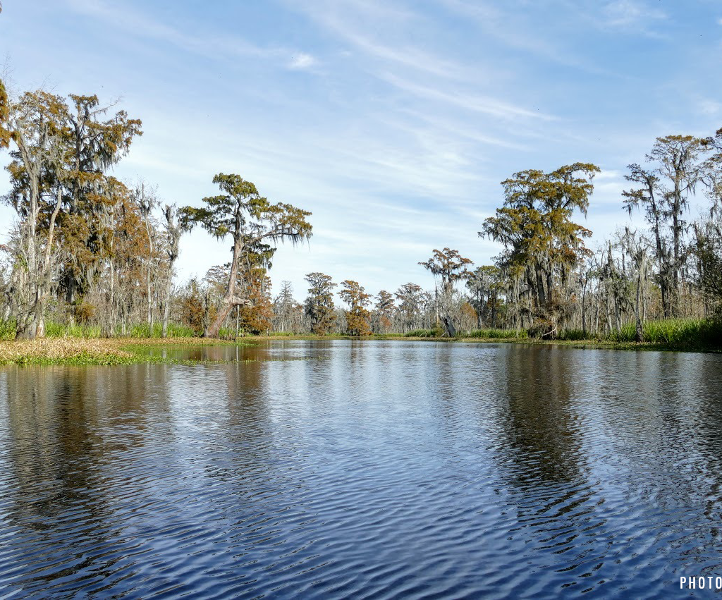 what-is-needed-to-restore-one-of-the-gulf-coast-s-largest-swamps