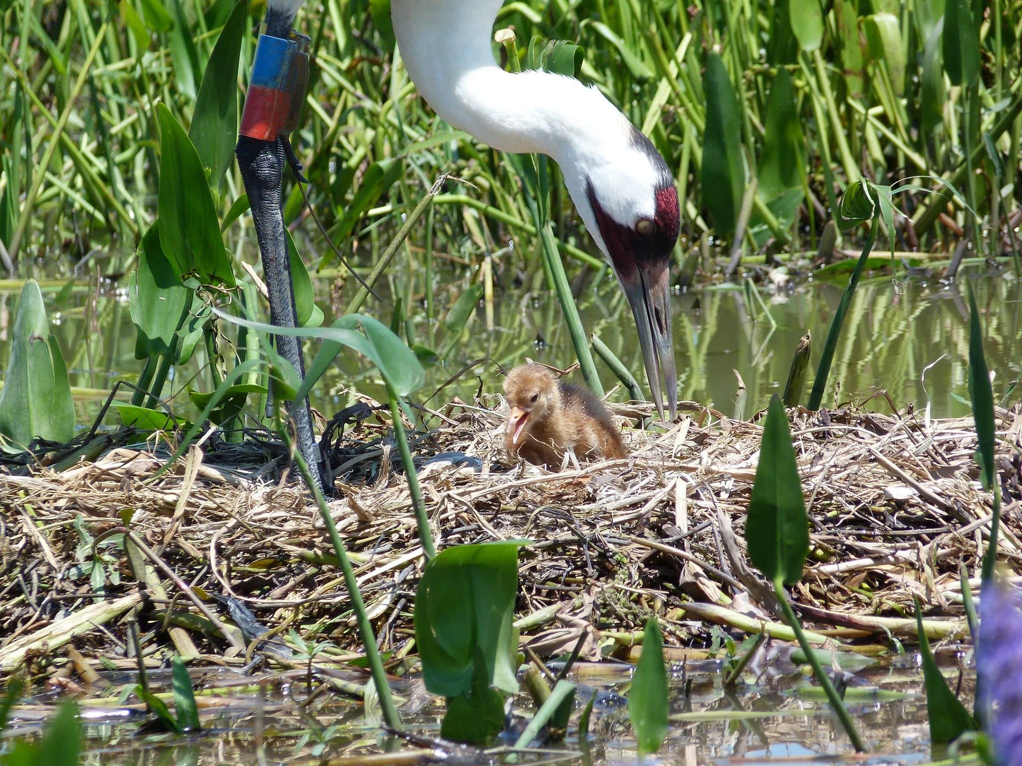 Whooping Crane chick. Photo: Louisiana Department of Wildlife and Fisheries.