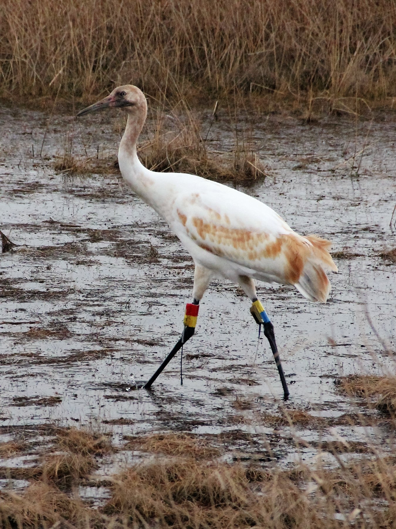 Juvenile crane at White Lake Conservation Area. Photo: Karen Westphal, Audubon Louisiana.