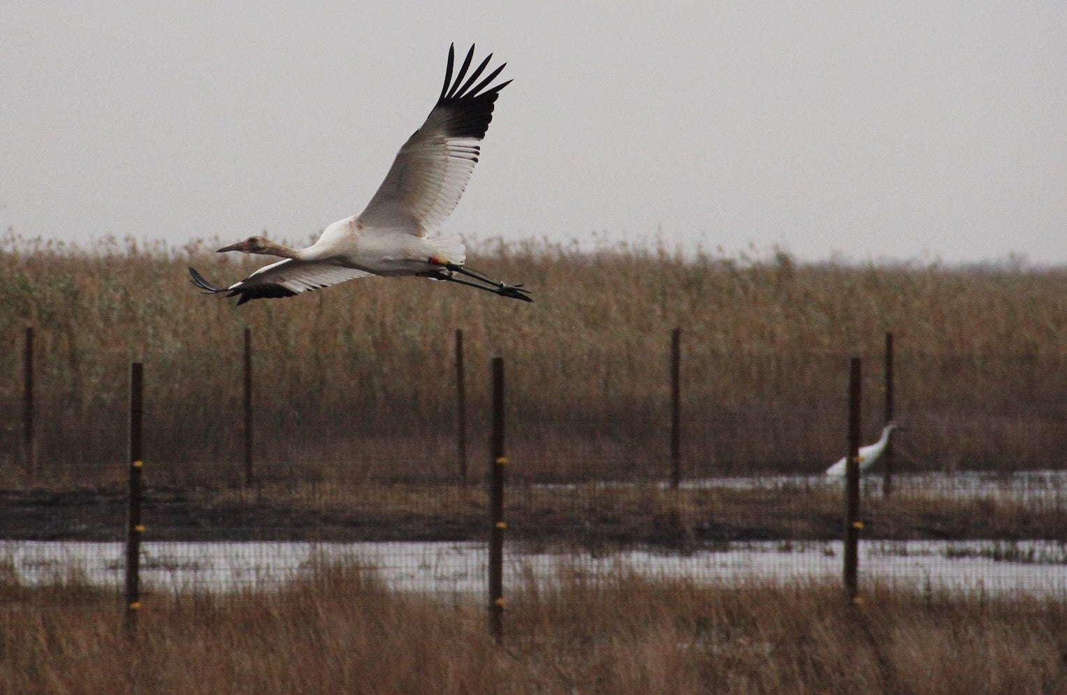 Whooping Crane pens at White Lake Conservation Area. Photo: Karen Westphal, Audubon Louisiana.