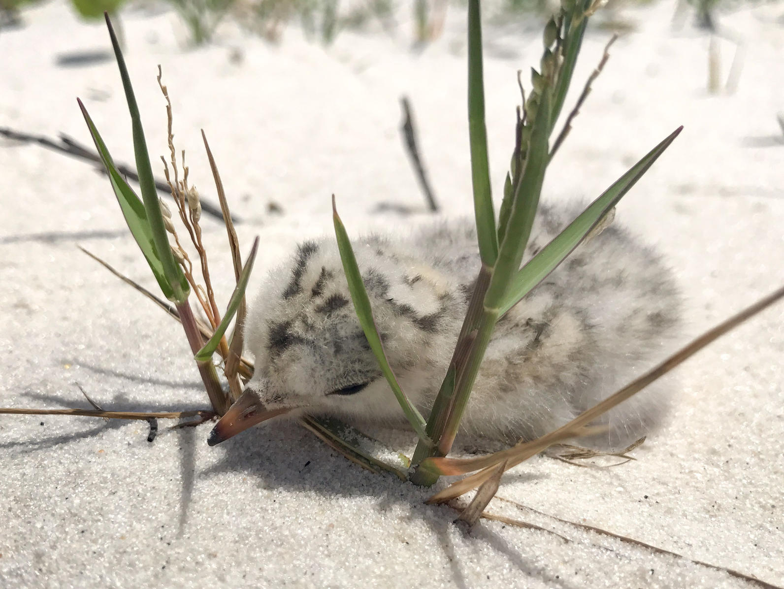 A young, downy Least Tern chick on Mississippi's shores before the storm. Chicks this age are too helpless to fly or run away from floodwaters. Photo: Bryan White.
