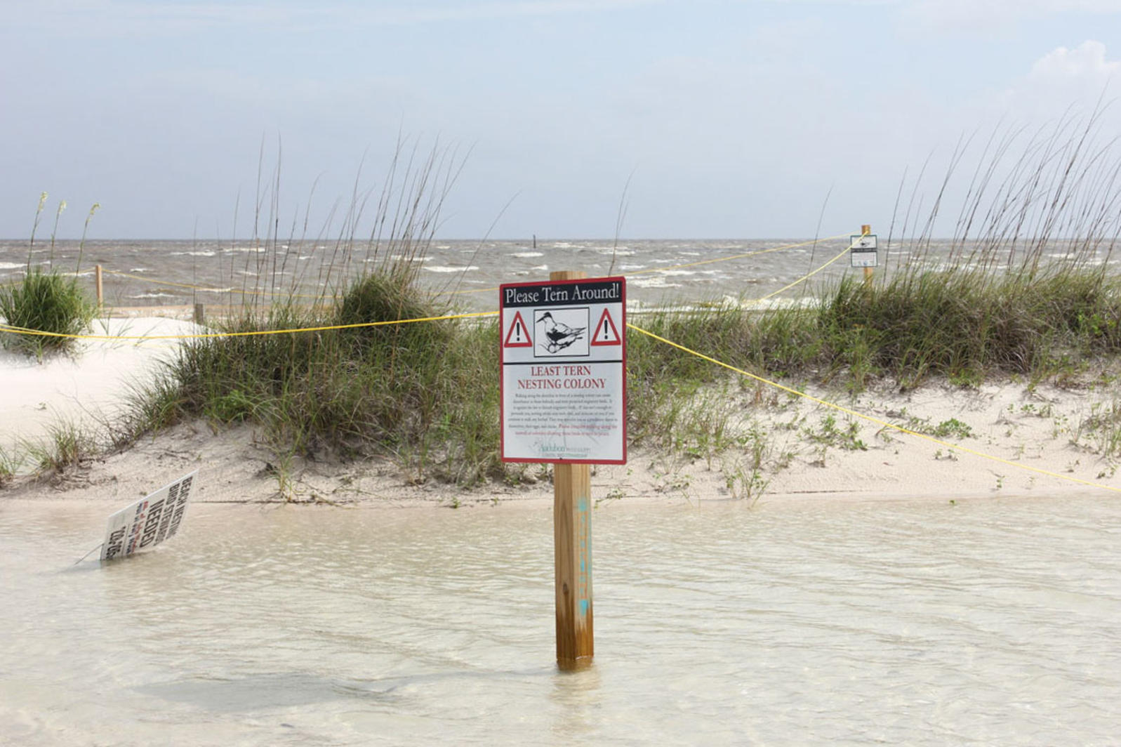 A Least Tern colony, marked by signs and twine, was submerged after Tropical Storm Cindy hit the Gulf Coast last week. Photo: Abby Darrah.