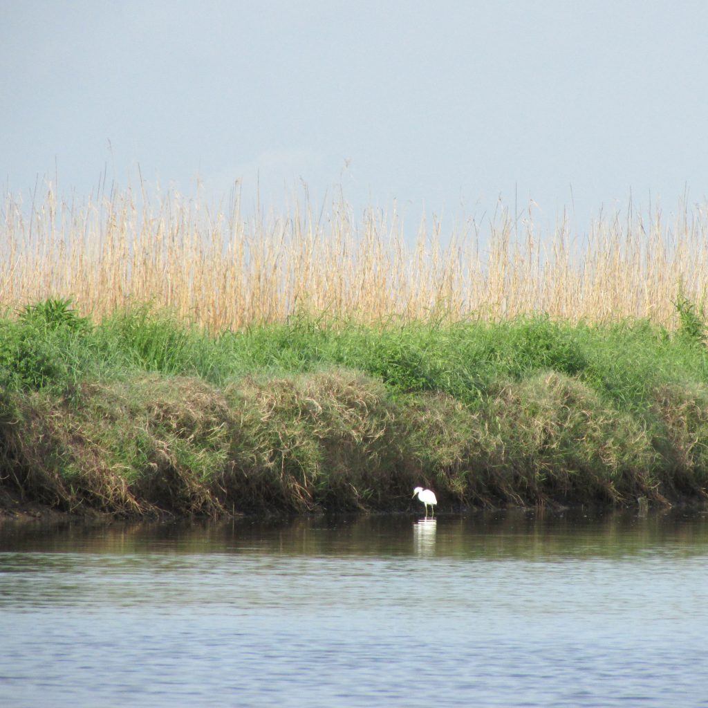 Help Us Celebrate National Estuaries Week | Restore