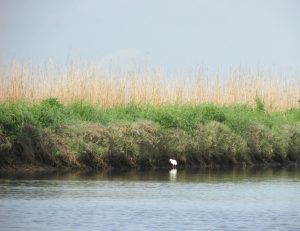 estuaries biome