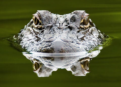 American Alligator