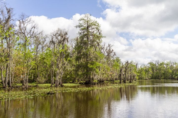 Project to Restore Maurepas Swamp Takes One Important Step Forward