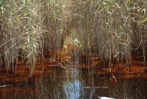 Oil Spill in Marsh - Restore the Mississippi River Delta