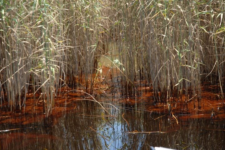 Scientists Look to Food Webs for Better Understanding of Oil Spill Effects