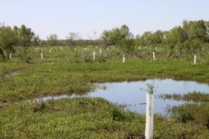 CRCL Tree Plant - Restore the Mississippi River Delta