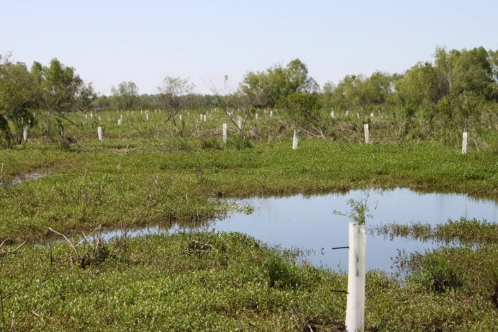 The Coalition to Restore Coastal Louisiana Plants Their 10,000th Tree in Braithwaite, LA