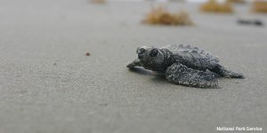 Baby Turtle - Restore the Mississippi River Delta