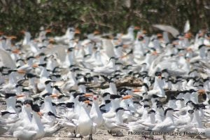 Royal Terns - Restore the Mississippi River Delta