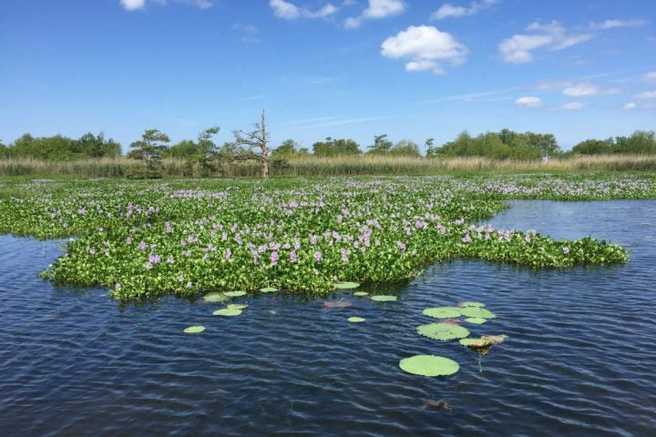 Louisiana Wetlands: Recognizing a National Treasure During American Wetlands Month