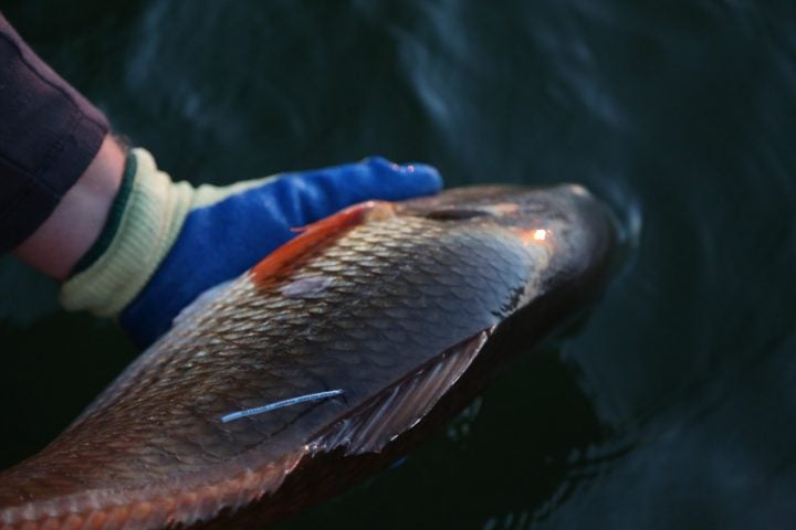 Tracking Fish with Acoustic Telemetry—Implementation of an Exciting Technology in Lake Pontchartrain