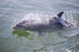 Dolphin - Restore the Mississippi River Delta