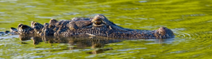 Wildlife - Restore the Mississippi River Delta Coalition