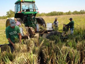 Nursery Grows Grass for Restoration - Restore the Mississippi River Delta