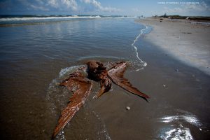 Pelican covered in oil - Restore the Mississippi River Delta