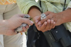 Baby birds - Restore the Mississippi River Delta