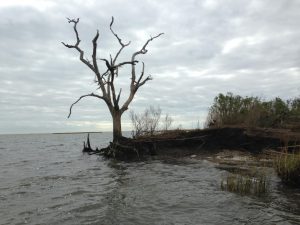Dead live oak - Restore the Mississippi River Delta
