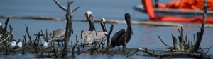 Pelicans - Restore the Mississippi River Delta