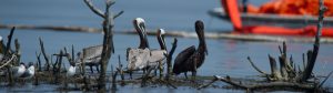 Pelicans in Oil Spill - Restore the Mississippi River Delta