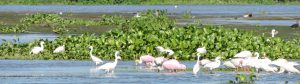 Coastal birds - Restore the Mississippi River Delta