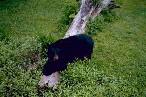 Louisiana Black Bear - Restore the Mississippi River Delta