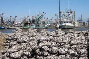 Oysters - Restore the Mississippi River Delta