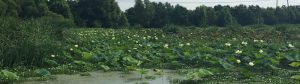 Wetlands - Restore the Mississippi River Delta
