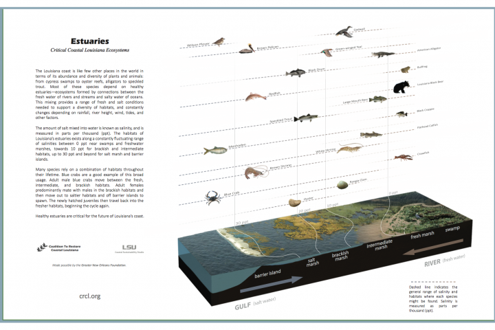 Estuaries 102: Louisiana Estuaries & Restoration