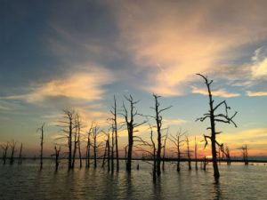 Swamp Sunset - Restore the Mississippi River Delta