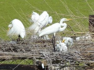 Birds - Restore the Mississippi River Delta