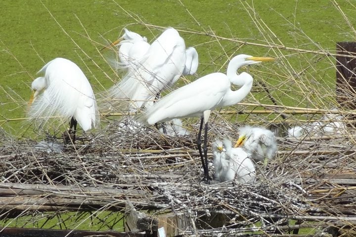 5 Reasons Why Other States (And You!) Should Care About Louisiana’s Coastal Land Loss Crisis