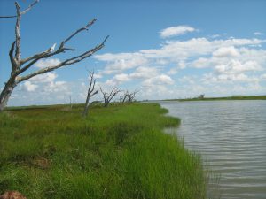 Dead vegetation - Restore the Mississippi River Delta