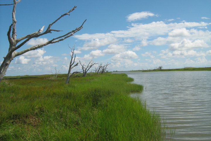 Diversions, Old Vegetation and New Vegetation