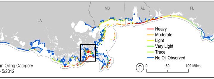 New Study Says BP Oil Spill Accelerated Louisiana Marsh Loss