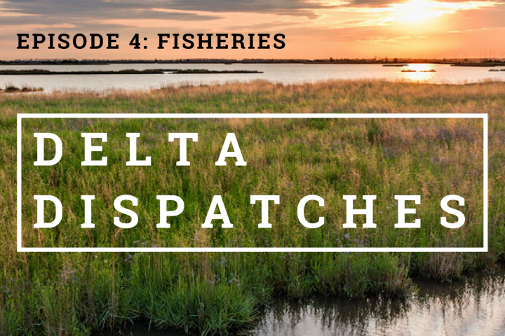 Delta Dispatches Podcast – Fisheries