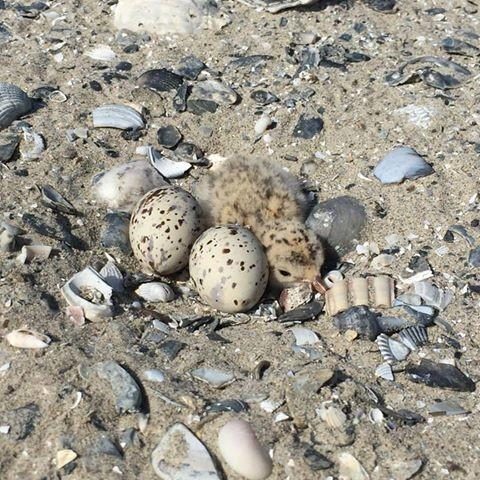 Barrier Islands: A Critical Restoration Project for People and Birds