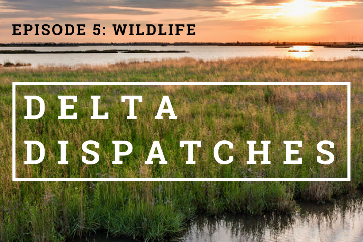 Delta Dispatches Podcast – Wildlife