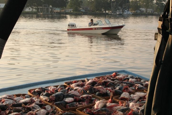 How Will Sediment Diversions Impact Fisheries?