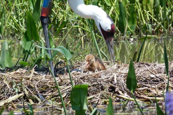 Whoop Whoop for the Return of the Whoopers!