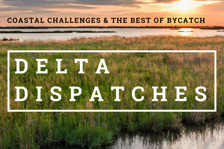 Delta Dispatches: Coastal Challenges & the Best of Bycatch