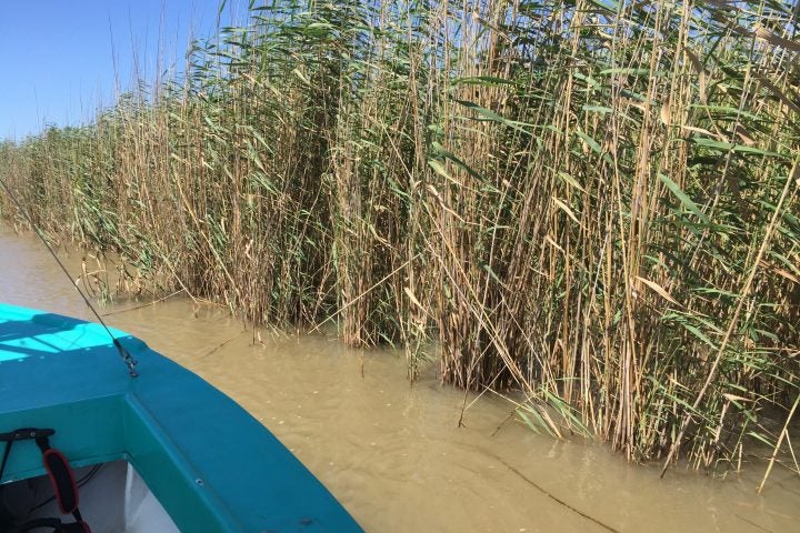 Louisiana’s Roseau Cane: Why It’s Important and What’s Eating It Away