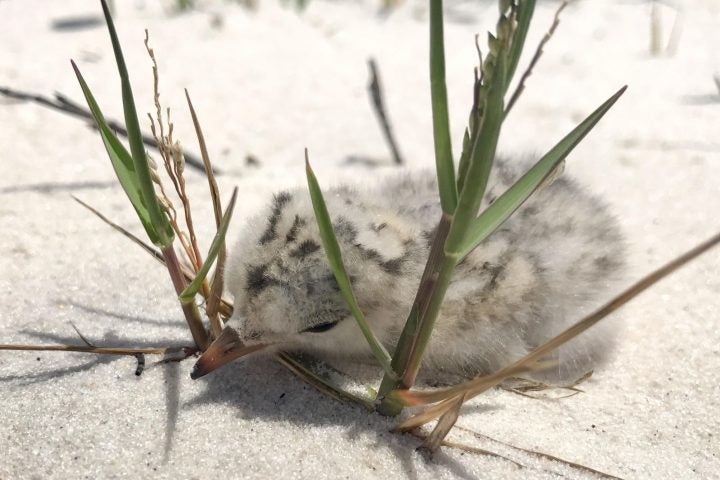 Tropical Storm Cindy Just Wiped Out Most of the Shorebird Chicks in the Gulf