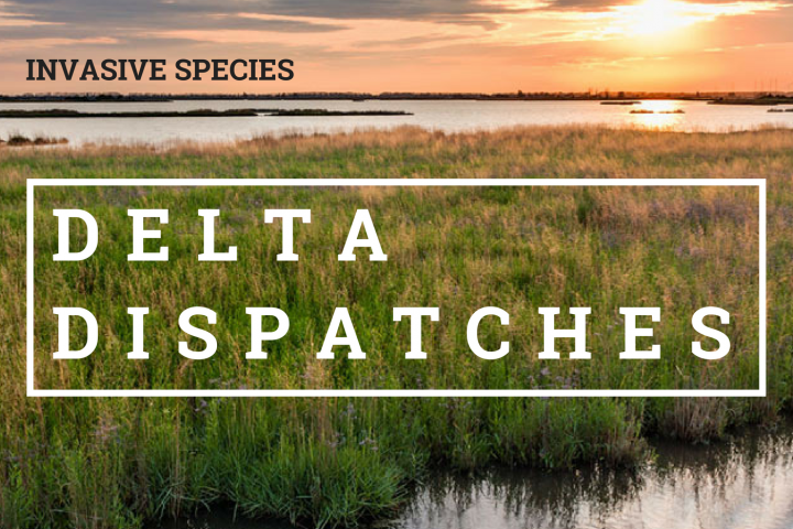 Delta Dispatches: Invasive Species