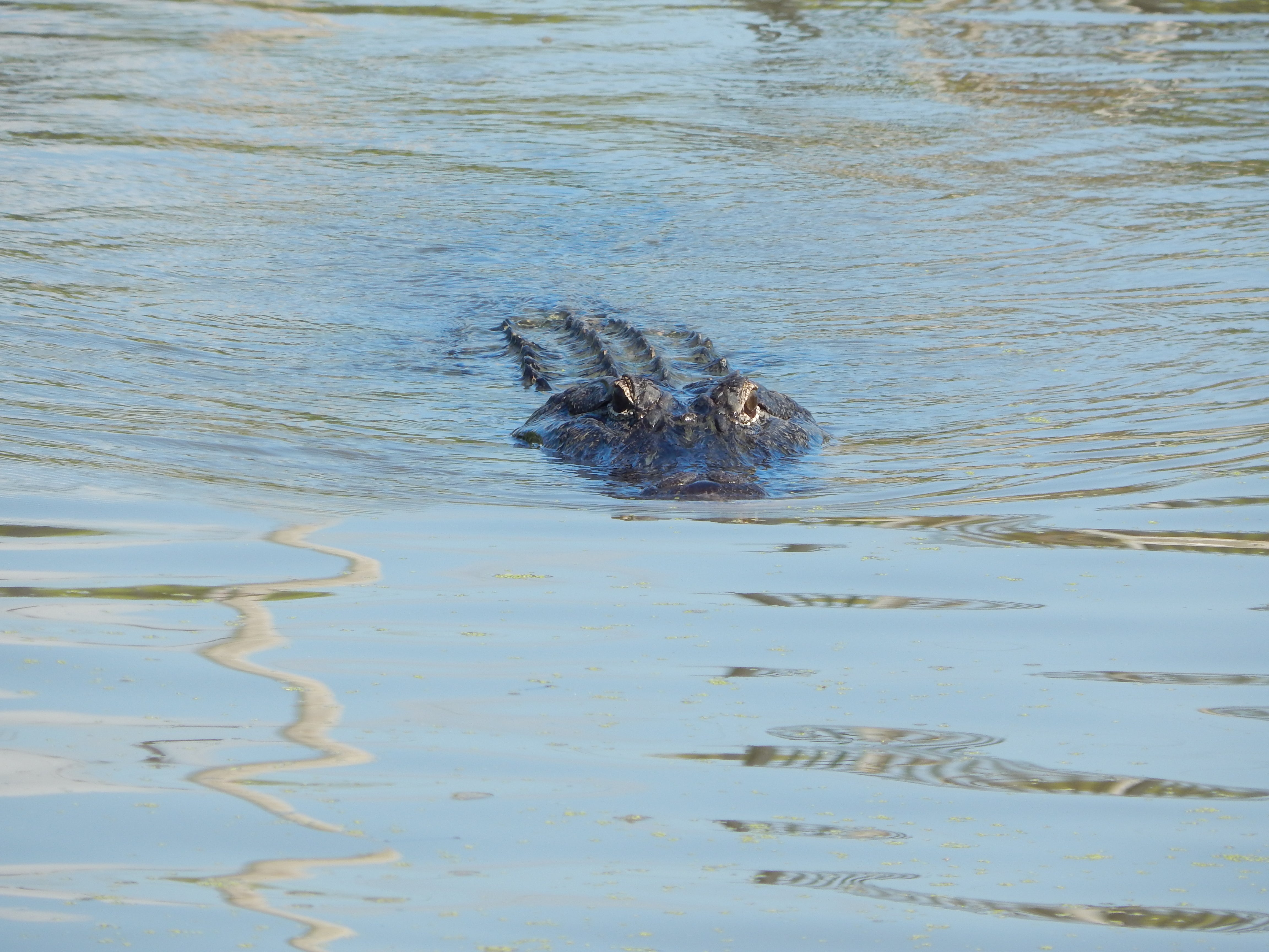 One of many alligators living in the diversion outfall area.