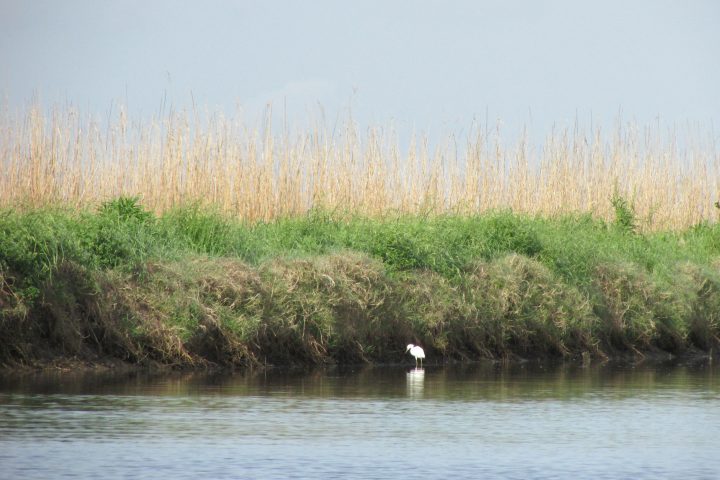 Help Us Celebrate National Estuaries Week