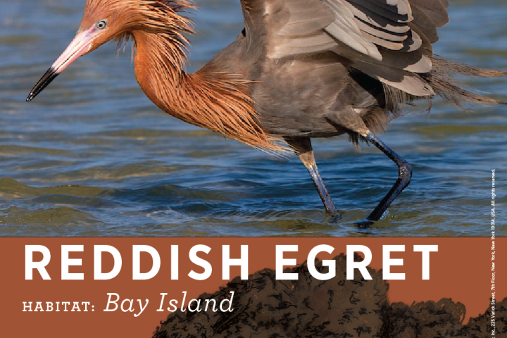 Birds of Louisiana’s Coast: A Landscape of Vital Habitats