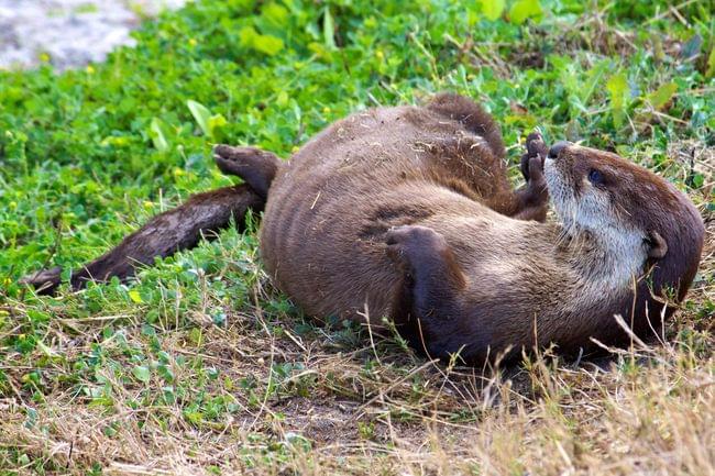 World Wildlife Day 2018: Our Staff’s Favorite Louisiana Critters